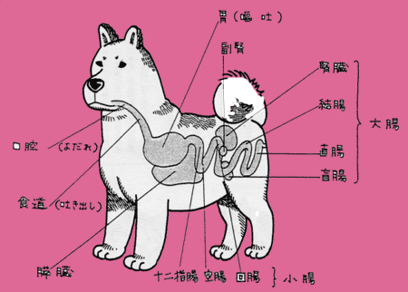 日本ベェツグループ 犬の飼い方と病気 消化器病 下痢 嘔吐について