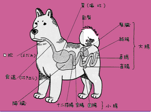 三鷹獣医科グループ・消化器の専門医療（外来）と犬猫の嘔吐と下痢について