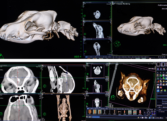 武蔵野動物・CTセンター