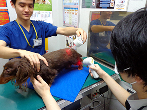 犬の椎間板ヘルニア