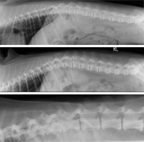 犬の椎間板ヘルニア