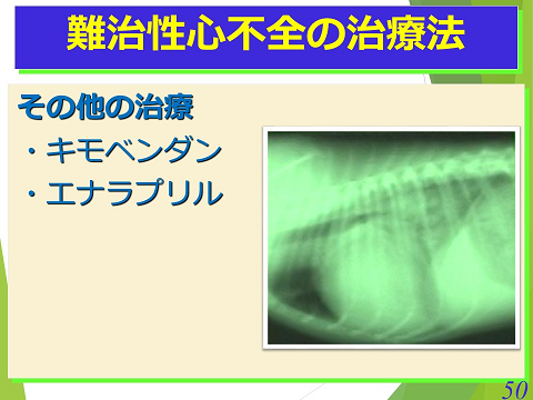 三鷹獣医科グループ・急性心不全における救急救命医療の実際