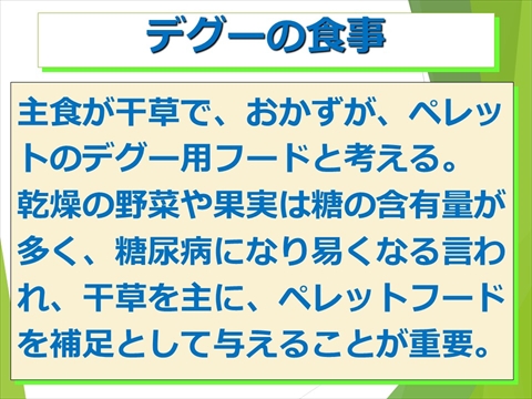 三鷹獣医科グループ・デグーの飼い方と病気