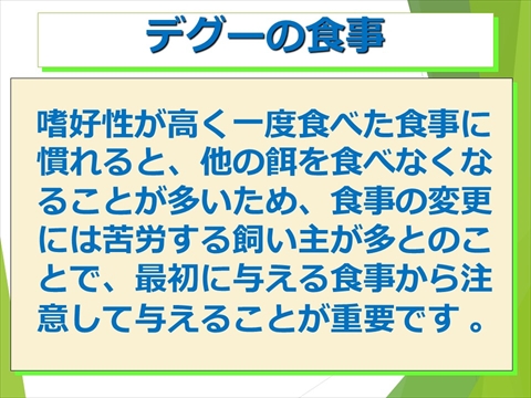 三鷹獣医科グループ・デグーの飼い方と病気