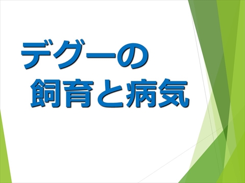 三鷹獣医科グループ・デグーの飼い方と病気