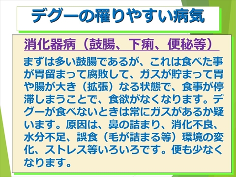 三鷹獣医科グループ・デグーの飼い方と病気