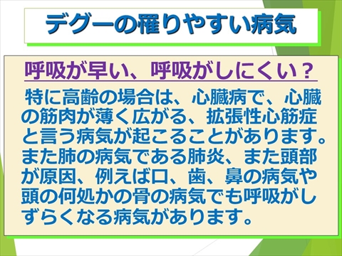 三鷹獣医科グループ・デグーの飼い方と病気