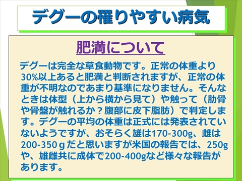 三鷹獣医科グループ・デグーの飼い方と病気