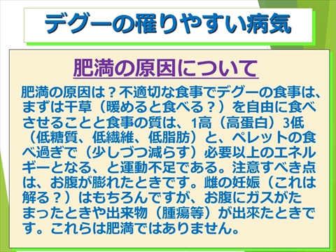 三鷹獣医科グループ・デグーの飼い方と病気