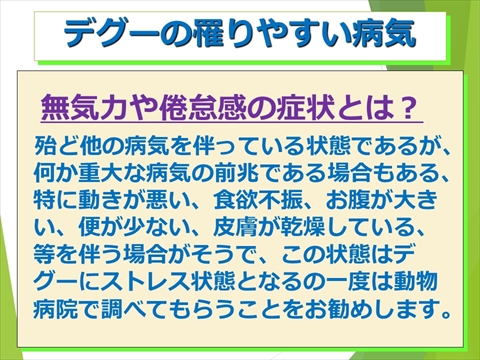 三鷹獣医科グループ・デグーの飼い方と病気