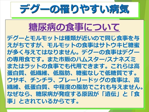 三鷹獣医科グループ・デグーの飼い方と病気