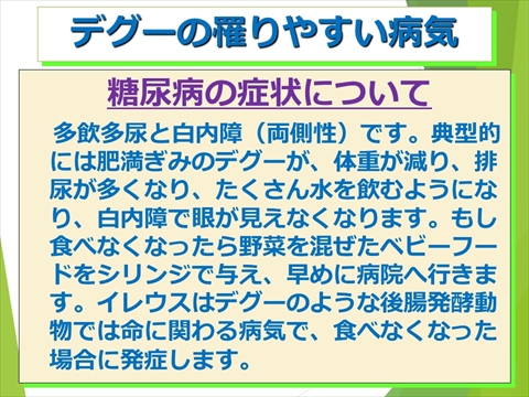 三鷹獣医科グループ・デグーの飼い方と病気