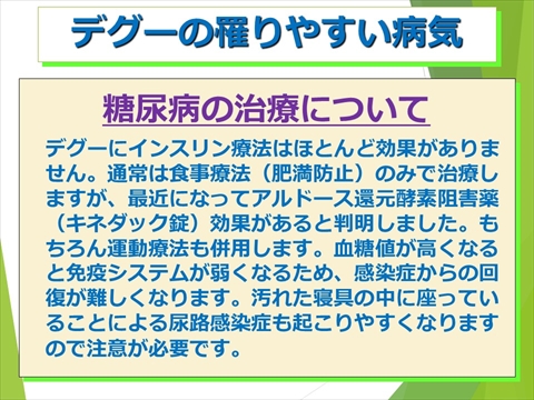 三鷹獣医科グループ・デグーの飼い方と病気