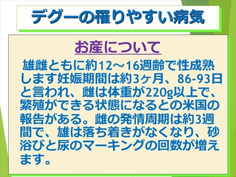 三鷹獣医科グループ・デグーの飼い方と病気