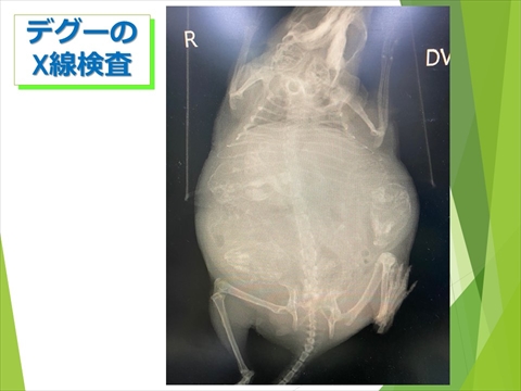 三鷹獣医科グループ・デグーの飼い方と病気