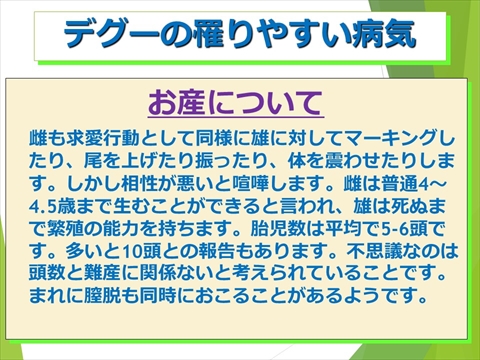 三鷹獣医科グループ・デグーの飼い方と病気