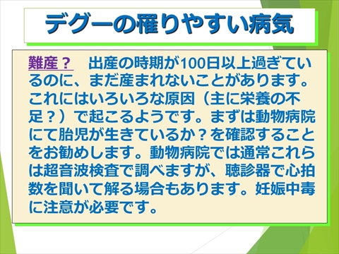 三鷹獣医科グループ・デグーの飼い方と病気