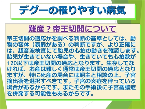 三鷹獣医科グループ・デグーの飼い方と病気