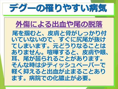 三鷹獣医科グループ・デグーの飼い方と病気