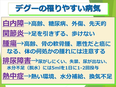 三鷹獣医科グループ・デグーの飼い方と病気