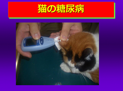 三鷹獣医科グループ・猫の糖尿病の専門医療（外来）と猫の糖尿病について