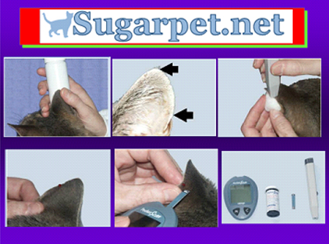 三鷹獣医科グループ・猫の糖尿病の専門医療（外来）と猫の糖尿病について