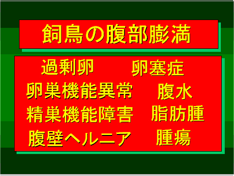 飼鳥の腹部膨満