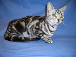 Figure 1 3歳半のアメリカンショートヘアー