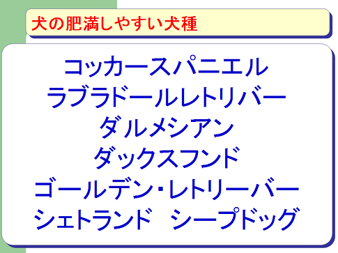 犬の肥満しやすい犬種