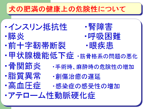 犬の肥満の健康上の危険性について