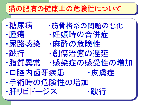 猫の肥満の健康上の危険性について