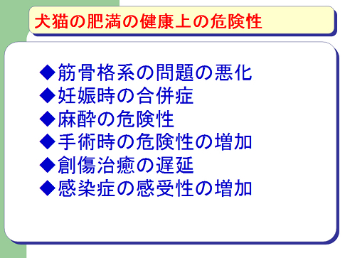 犬猫の肥満の健康上の危険性