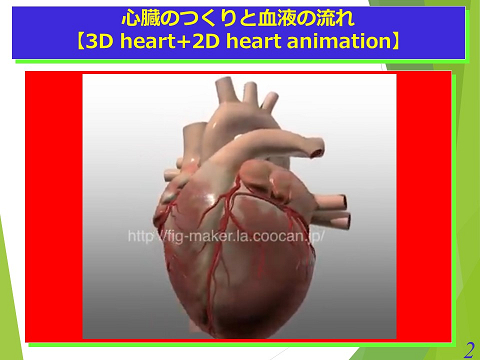 三鷹獣医科グループ・心臓のつくりと血液の流れ