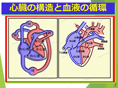 三鷹獣医科グループ・心臓の構造と血液の循環