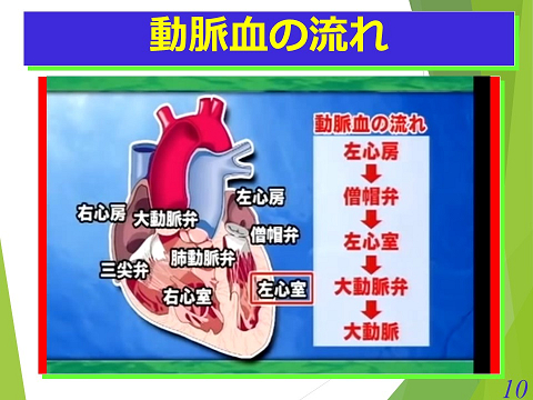三鷹獣医科グループ・静脈血の流れ02
