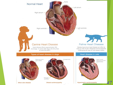 三鷹獣医科グループ・獲得性心不全の治療法02