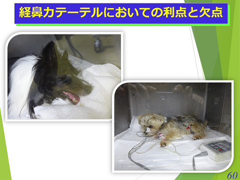 三鷹獣医科グループ・経鼻カテーテルにおいての利点の欠点02
