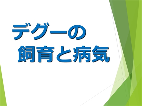 デグーの飼育と病気