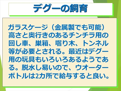 デグーの飼育