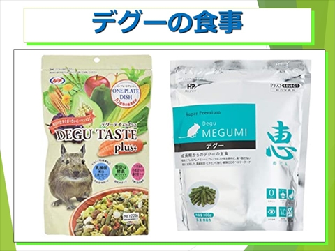 デグーの食事11