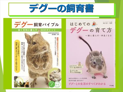 デグーの飼育書01