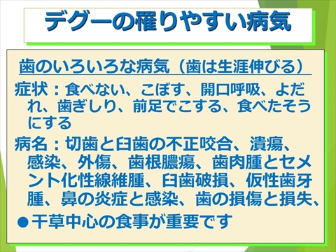 デグーの罹りやすい病気01
