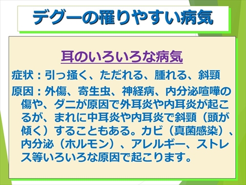 デグーの罹りやすい病気03