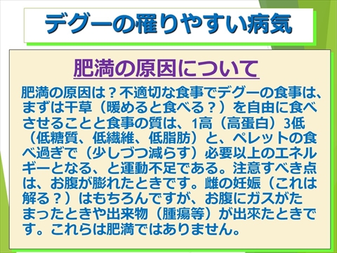 デグーの罹りやすい病気08