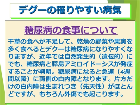 デグーの罹りやすい病気10