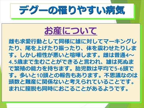 デグーの罹りやすい病気16