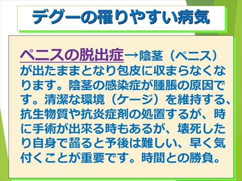 デグーの罹りやすい病気20