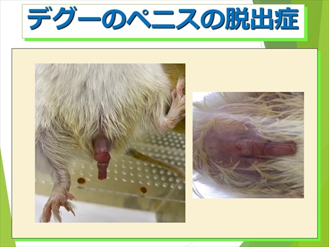 デグーのペニスの脱出症
