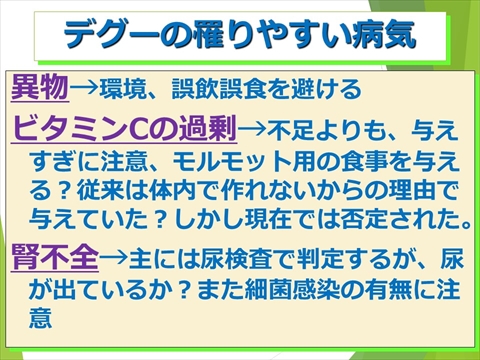 デグーの罹りやすい病気22