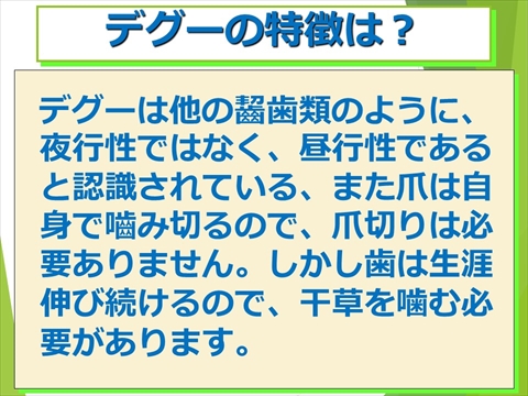 デグーの特徴は?